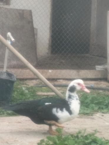 səsli ördək: Lal ördək satılır — 1