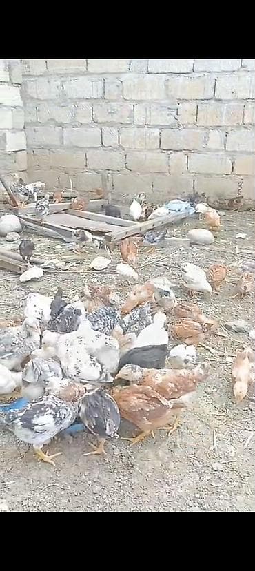 Toyuq cücələri, Damazlıq lalafo.az -da Toyuq cücələri, Damazlıq