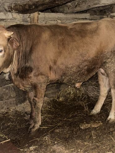 cins inekler: Самец, лет: 1, 100110 кг, Для разведения, Самовывоз — 21