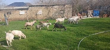 bala keçi: Sanne, heleb,Alpen sortlaridi — 3