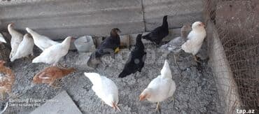 Salam, kend colpalari satilir, suali olna yalniz vatsapa yazsin