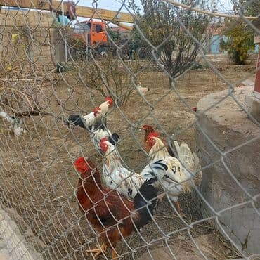 lal ordək balası satılır: Məhsul: Xoruz və toyuqlar (qarışıq rənglər) Təsvir: - Şəkillərdə bir — 2