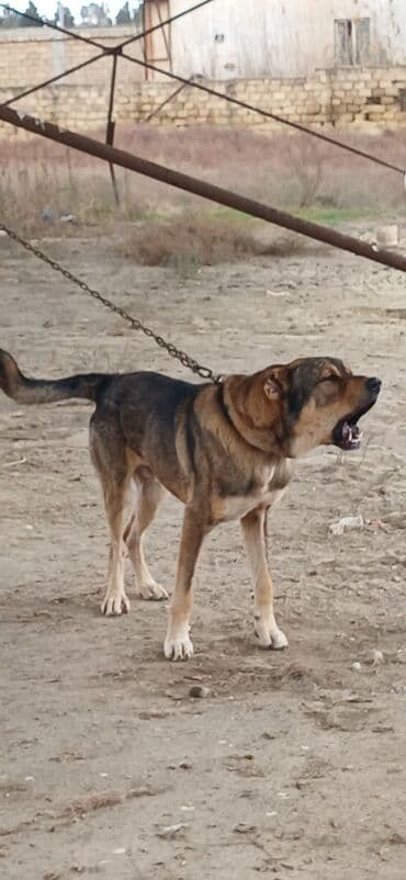 balaca it şəkilləri: Qurdbasar, 2 il, Erkek, Peyvəndli, Ödənişli çatdırılma — 3