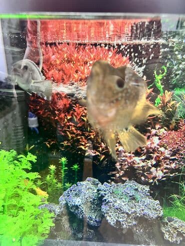 akvarium bitkileri: Dördbucaq akvarium, Balıqlarla birlikdə, 65 l, Ünvandan götürmə — 6