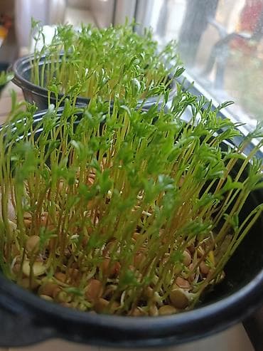 Mərci mikroyaşılları – qara plastik qabda yetişdirilmiş, təzə və