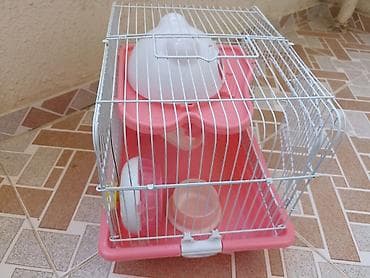 hamster satışı: ‼️2 aylıq dümağ dişi cunqarik qəfəsi ilə birlikdə satılır, heç bir — 6