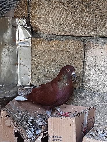 Tam saglam heyvanlardi. Əbrəsnen şeyka cutdu yumurtaya döyuller. Hamsi — 5