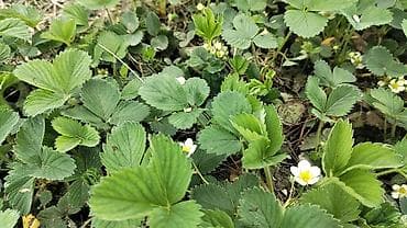 urək tort şəkilləri: Ciyelek stilleri satilir. Murona, albino sortlaridi qarisiqdi. 0.20 — 7