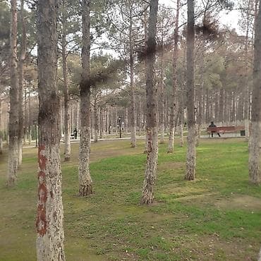 Park atraksiyonlara tanboline ve batuta isci teleb olunur nezaretci ve at lalafo.az Park atraksiyonlara tanboline ve batuta isci teleb olunur nezaretci ve