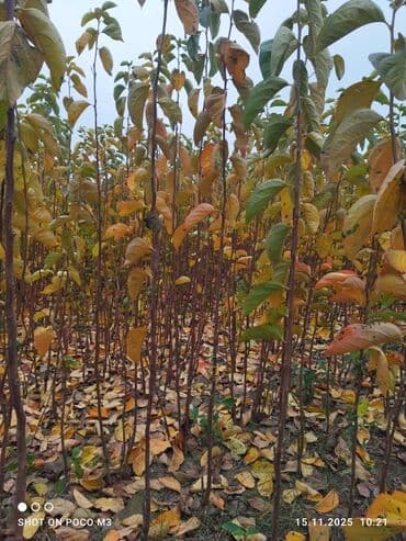 meyvə agaclari: Xurma (cennet xurması/persimmon) tingləri – açıq sahə fidanlığı Super — 1