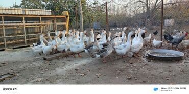 ordek nece gune bala cixarir: Satışda: təsərrüfatda yetişdirilən qaz sürüsü - Cinslər: ağ — 2