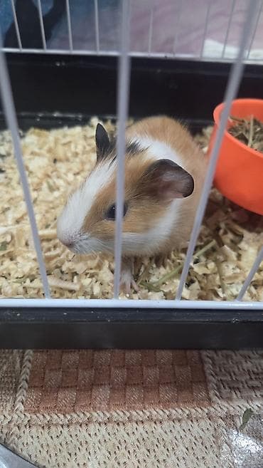 alabay itleri satisi: Ev heyvanı – Deguinea donuzu (cücərilmiş “Guin Xüsusiyyətlər: - Rəng — 6