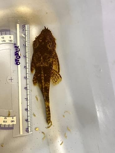Akvarium balığı – Hypostomus plecostomus (bristlenose/“sucker” tipli
