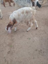 İtlər: Dişi, Hələb, il: 3, Damazlıq — 5