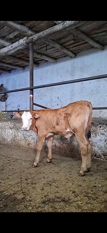 Mal-qara: Simmental cinsinə yaxın, açıq qəhvəyi rəngli, ağ üzlü dana. - — 8