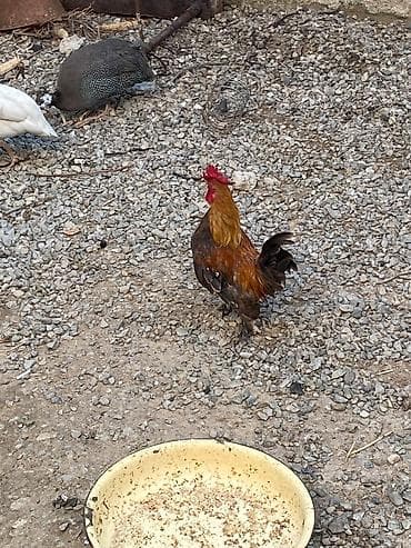 quşlar: Xoruz 🐓 Yaponka — 1