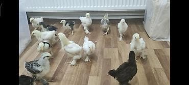 Cücələr: Toyuq cücələri, Ətlik — 8