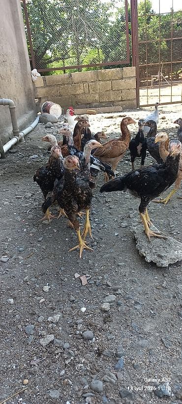 Təmiz qan 2 aylıq tam sağlam daş pipik,badam pipik heyratılar.Unvan — 4