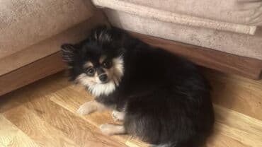 pomeranian qiyməti: Şpitz, 6 ay, Erkek, Ünvandan götürmə — 3