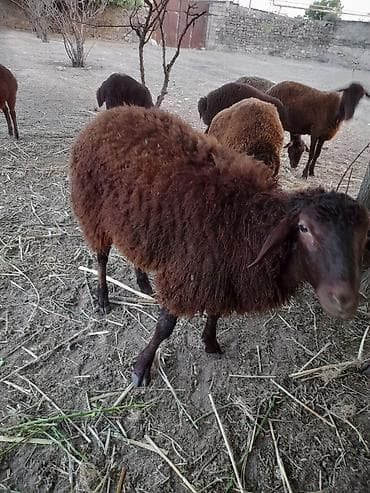 qoyun derisi: Qoyun – yerli cins, qəhvəyi tüklü Məhsul təsviri: - Qrup şəkillərində — 6