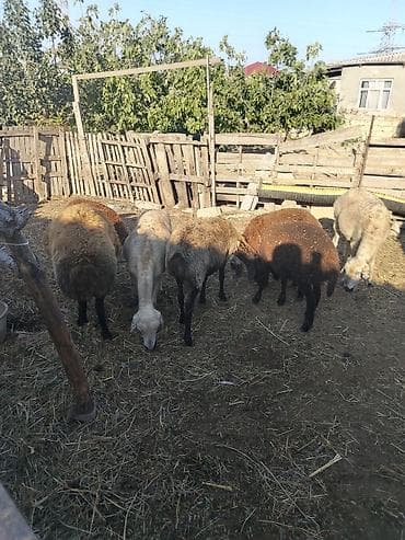qoyun ucuz: Salam cavan qoyunar satilir 3 anadi 3 baladi bir qocdu reyal alici zey — 2