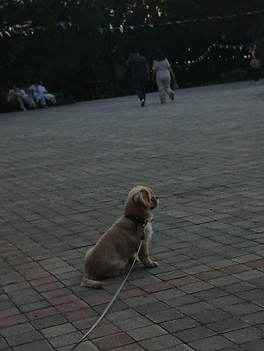 basenc itləri: Pekines — 2