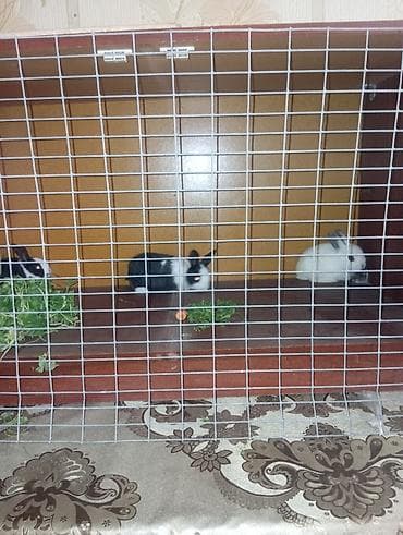 bıldırcın yemi: Ev dovşanları – dekorativ (ağ və qara‑ağ rəngli). - — 1