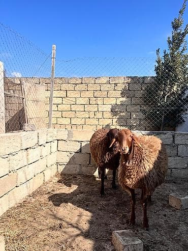 balaca it ucuz: Salam iki eded Erkey quzu satılır həm kəsimə həm damazliqa — 2