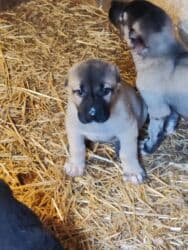 avçarka bala: Kanqal — 11