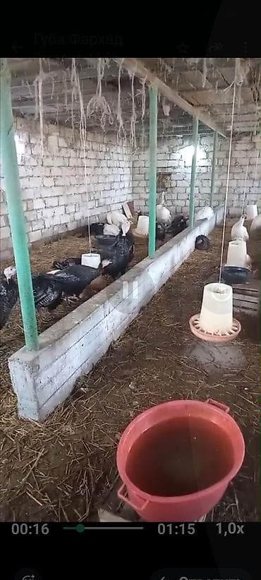 dişi keci: Dişi, Damazlıq — 4