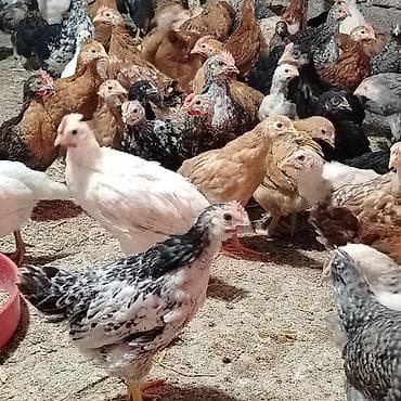 yetim quzular: Toyuq cücələri, Damazlıq, Ünvandan götürmə — 4