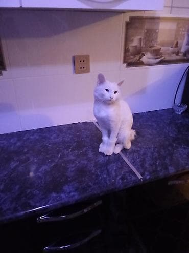 ev pişik: Erkək, Yaxşı əllərə, Ünvandan götürmə — 2