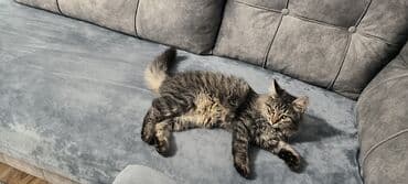 сколько стоит щенок чау чау: Sibir, Dişi, Yaxşı əllərə, Ünvandan götürmə — 4