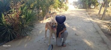 отдам собаку в хорошие руки: Кангал, 1 год, Самец, С прививками, Самовывоз — 1