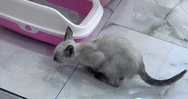 pişik cinsləri: Siam, Dişi, Yaxşı əllərə — 4