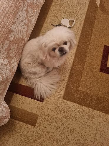 balonka it satilir: Pekines, 2 il, Erkek, Ünvandan götürmə — 4