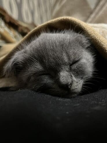 haski itlerin qiymeti: Şotland yastı qulaq, Erkək, Yaxşı əllərə — 4