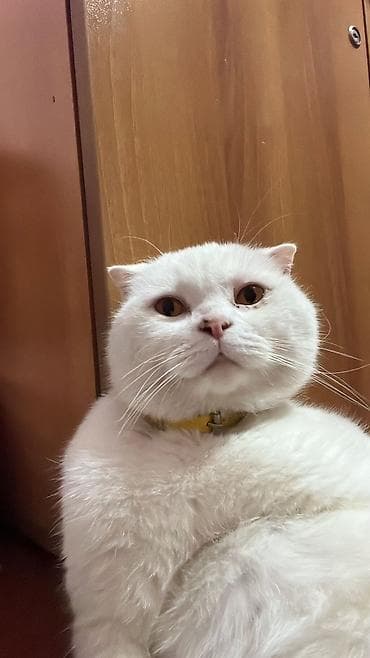 Pişiklər: Şotland yastı qulaq, Erkək, Ödənişli çatdırılma — 2