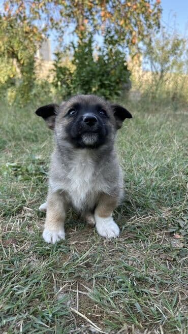 zinqirov iti: 2 ay, Erkek — 1