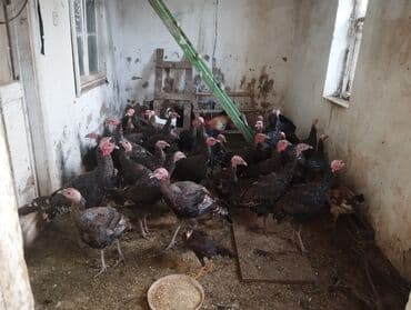 toyuq novləri: 31 ededi tam sağlam hryvanlardi şüvelandadi Təsvir: - Şəkillərdə iri — 3