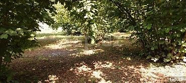 Kənd təsərrüfatı