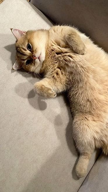 heyvan cantası: Qızıl şinşilla, Erkək, Cütləşmə üçün — 1