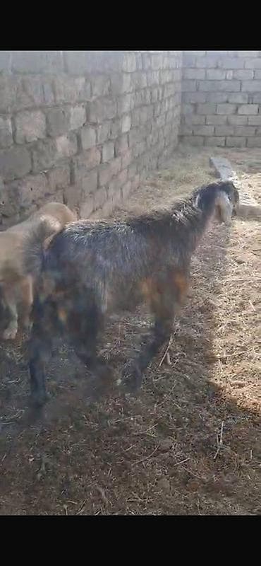 cin bildircin: Keçilər satılır 11 baş heyvandır maraqlanan əlaqə saxlaya bilər — 2