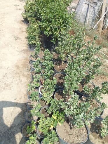 Digər bitkilər: Şimşad bitkisi bağlar, parklar və landşaft dizaynında geniş istifadə — 11