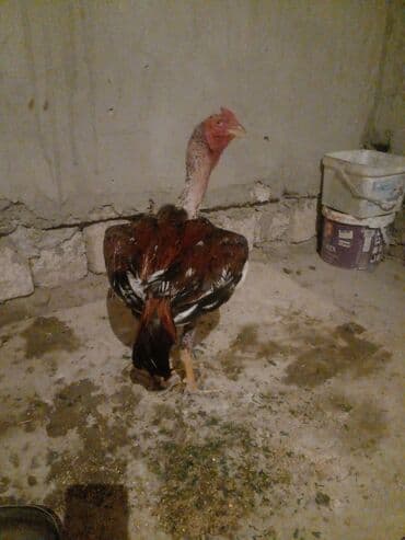 K/t heyvanları üçün mallar: Xoruz, il: 1, Ünvandan götürmə — 1