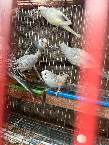 попугай жако купить в баку: Papuqay — 3