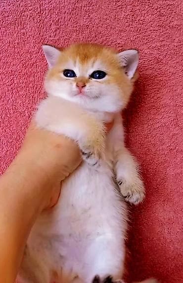 pişik ağ: Britan, Erkək, Dişi, Yaxşı əllərə, Ünvandan götürmə — 1