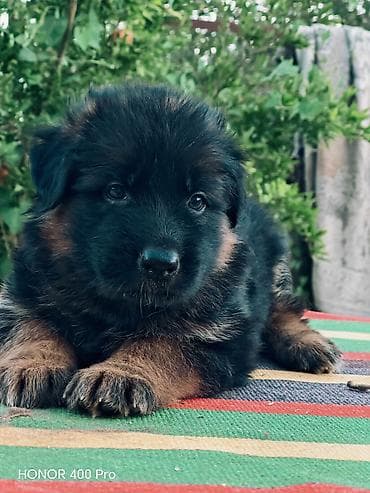 it elanlari: Alman çoban iti, 2 ay, Dişi, Peyvəndli — 6
