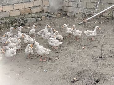 Cücələr: Dilli ordekler — 4