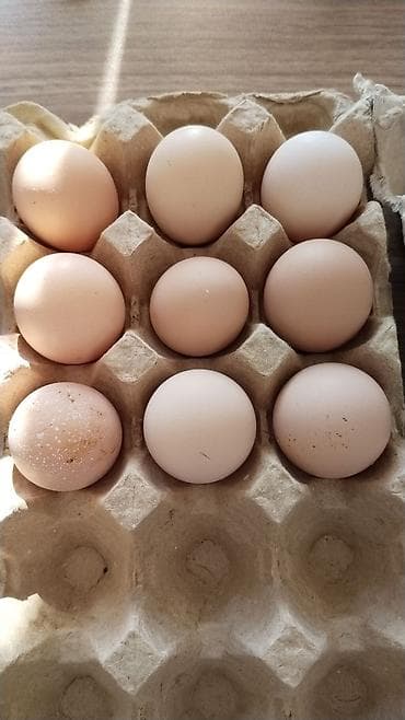 dragon fruit qiymeti: Salam. inqibatora almışdım 65 dənə yerləşmədi 9 ədəd qalıb. satılır — 1